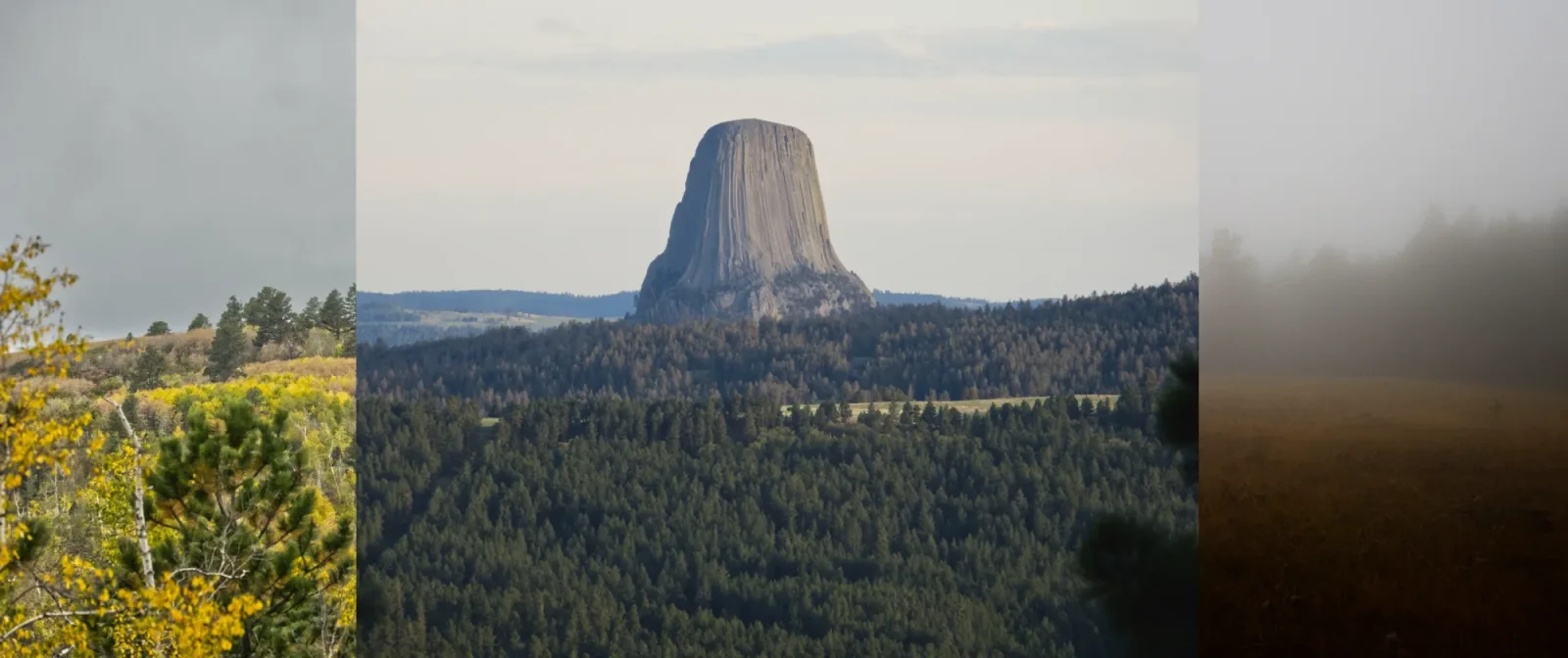 Three photos side by side: yellow aspens and pines under a gray sky, Devils Tower rising above dark pine forest, and a foggy tree line above a golden meadow.